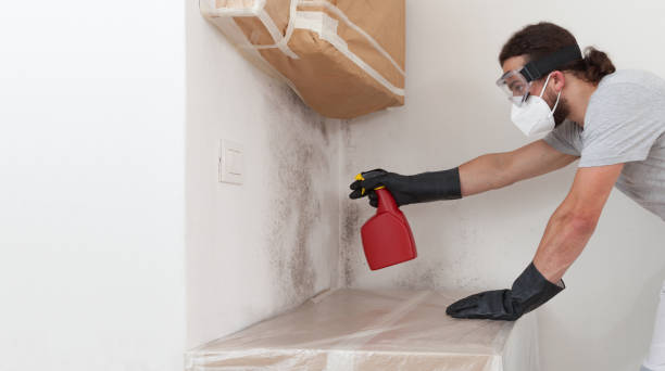 Professional Basement Mold Removal technician working in Piney Point, MD