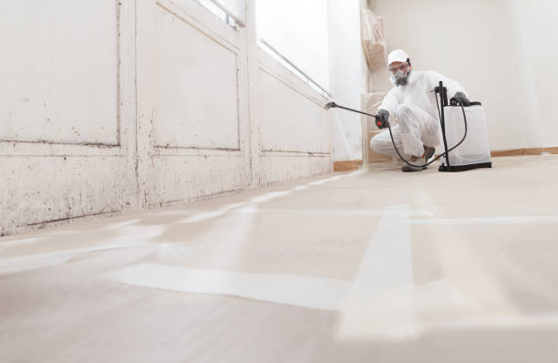 24/7 Emergency Basement Mold Removal experts in Piney Point, MD